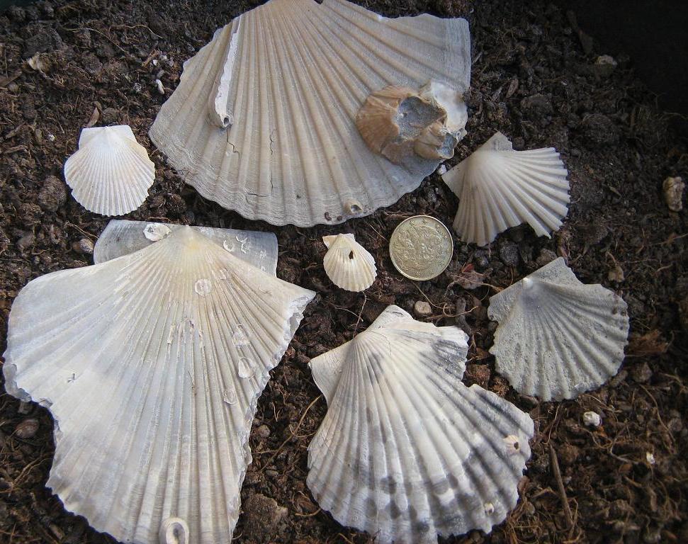 Pecten e dettagli